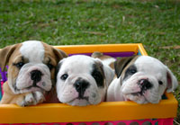 Knino_Venta Cachorros
