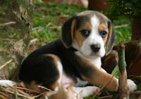 Knino_Asesoría Venta Cachorros