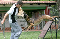 Knino_Venta Perros Entrenados
